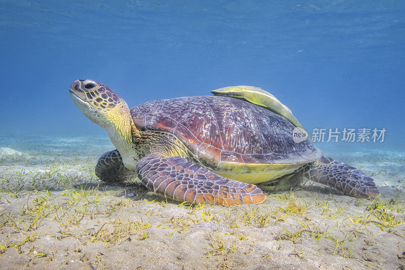 在红海的海草床上吃草的绿海龟和鮣鱼/马萨阿拉姆